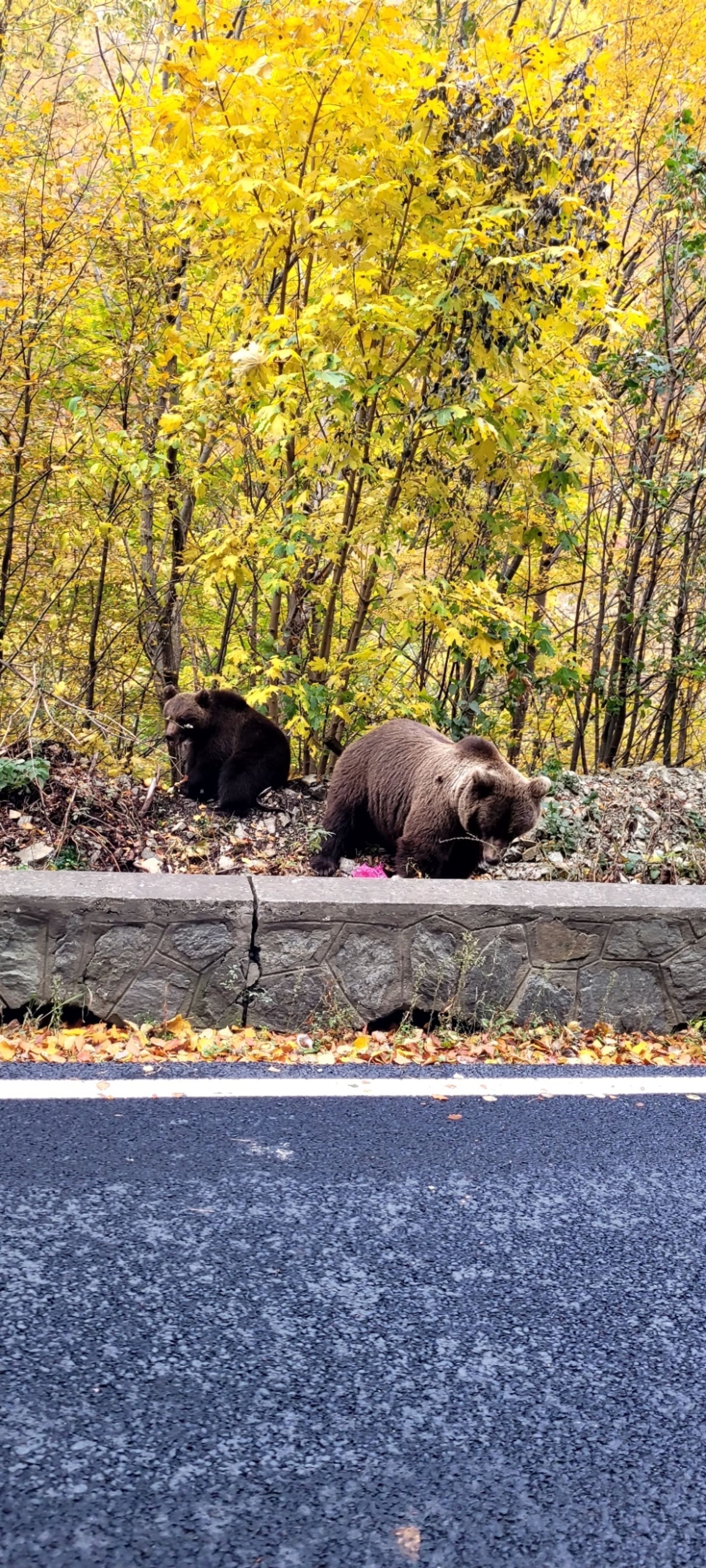 Brown Bears Romania